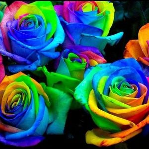 Meet your Posher, Dana